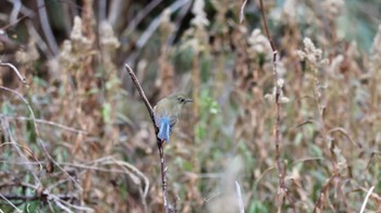 Red-flanked Bluetail 武田尾 Tue, 1/3/2023