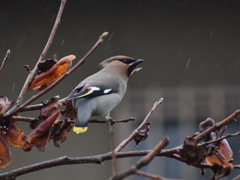 Bohemian Waxwing Unknown Spots Tue, 3/20/2018