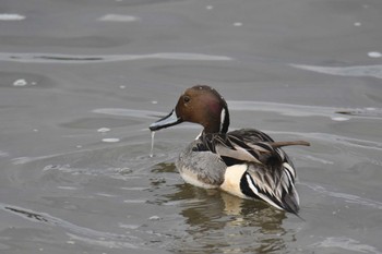 Fri, 12/30/2022 Birding report at Fujimae Tidal Flat