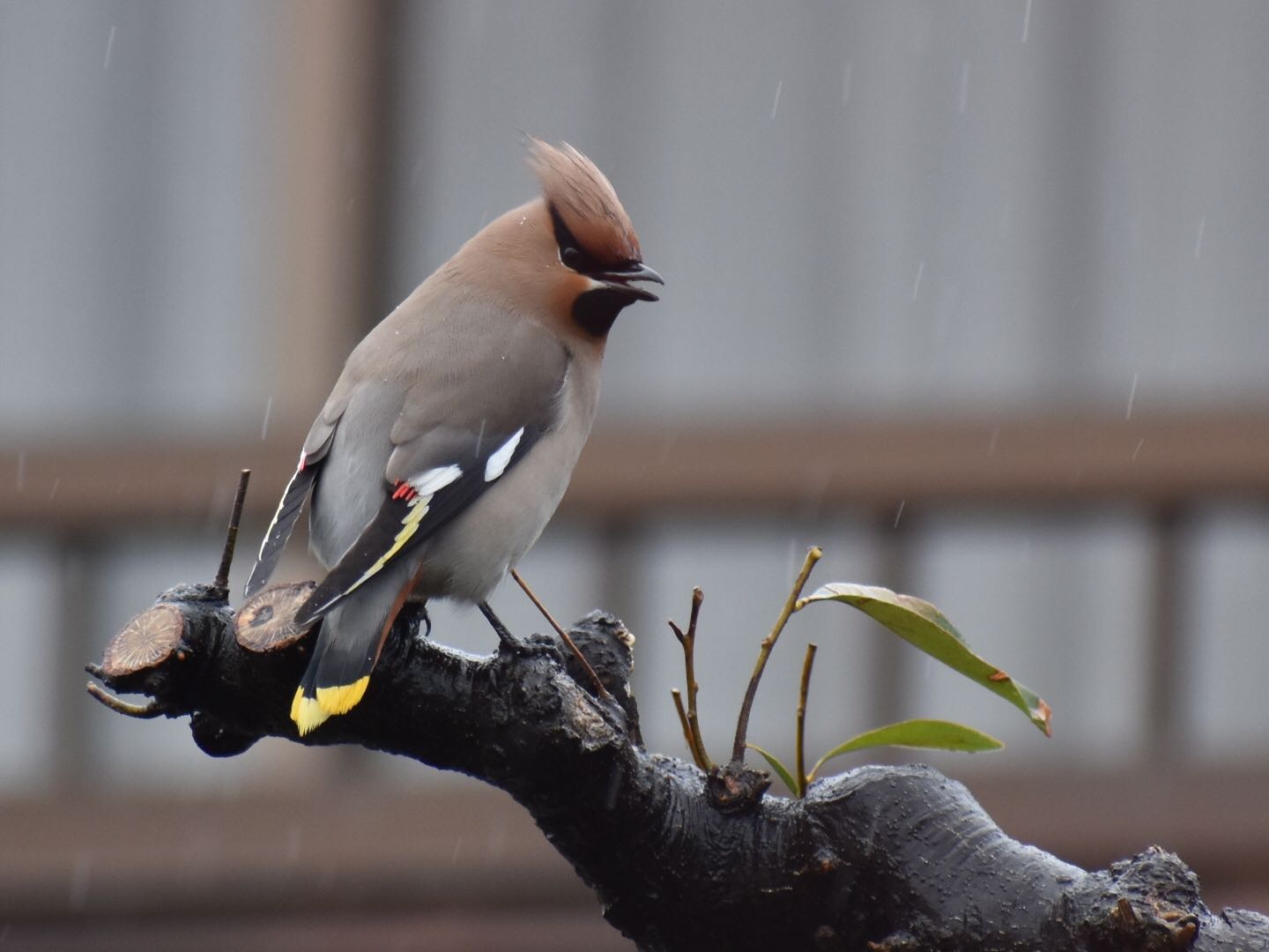 Photo of Bohemian Waxwing at  by ヨウコ