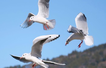 Black-headed Gull 焼津市 Tue, 1/3/2023