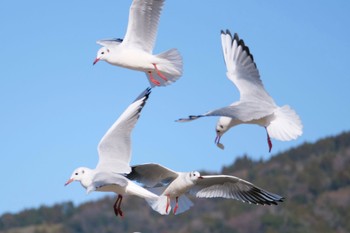 Black-headed Gull 焼津市 Tue, 1/3/2023