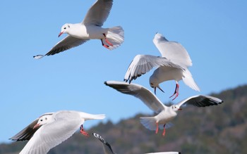 Black-headed Gull 焼津市 Tue, 1/3/2023