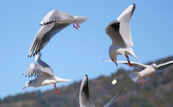 Black-headed Gull 焼津市 Tue, 1/3/2023