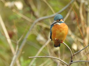 Tue, 1/3/2023 Birding report at 祖父江ワイルドネイチャー緑地