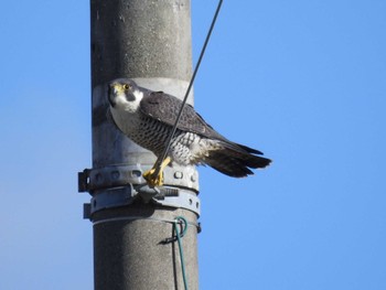 2023年1月3日(火) 愛知県愛西市立田町の野鳥観察記録