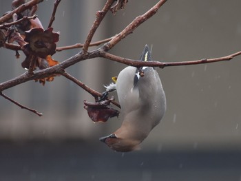 Bohemian Waxwing Unknown Spots Tue, 3/20/2018