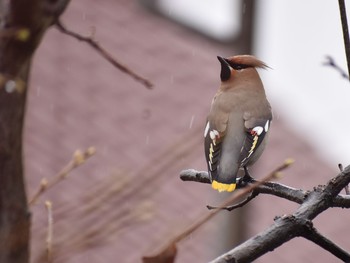 Bohemian Waxwing Unknown Spots Tue, 3/20/2018