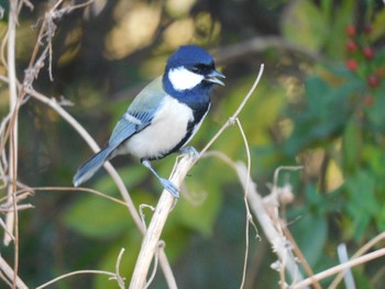 Japanese Tit 多摩川二ヶ領宿河原堰 Thu, 12/8/2022