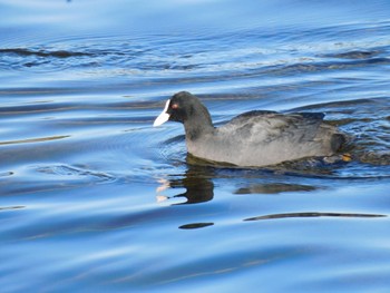 Eurasian Coot 多摩川二ヶ領宿河原堰 Sun, 12/25/2022