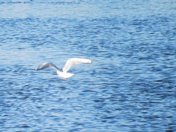 Black-headed Gull 多摩川二ヶ領宿河原堰 Sun, 12/25/2022