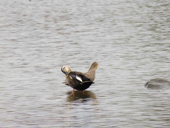 Eastern Spot-billed Duck 麻機遊水地 Sat, 11/26/2022