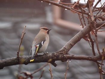 Bohemian Waxwing Unknown Spots Tue, 3/20/2018