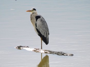 Grey Heron 麻機遊水地 Sat, 11/26/2022