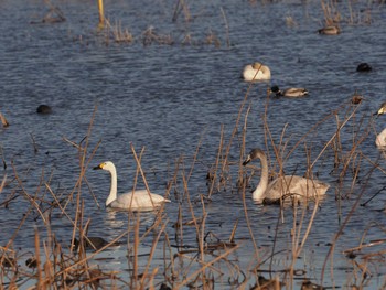 Tundra Swan 板倉町 Tue, 1/3/2023