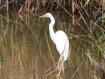 Great Egret 麻機遊水地 Sat, 11/26/2022