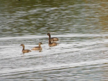 Little Grebe 麻機遊水地 Sat, 11/26/2022