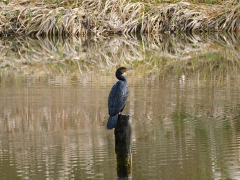 Great Cormorant 麻機遊水地 Sat, 11/26/2022