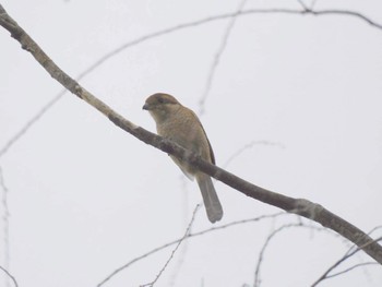 Bull-headed Shrike 麻機遊水地 Sat, 11/26/2022