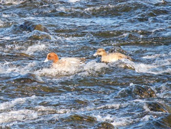 Eurasian Wigeon 多摩川二ヶ領宿河原堰 Sun, 12/25/2022