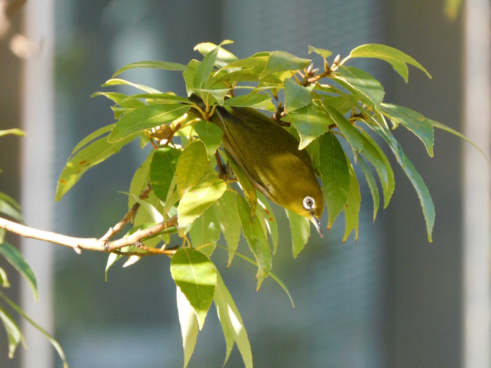 Photo of Warbling White-eye at 檜町公園(東京ミッドタウン) by morinokotori