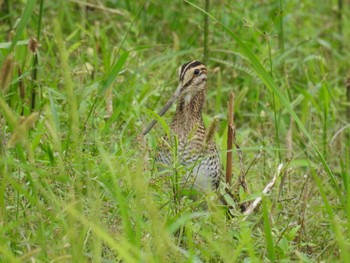 Latham's Snipe Unknown Spots Unknown Date