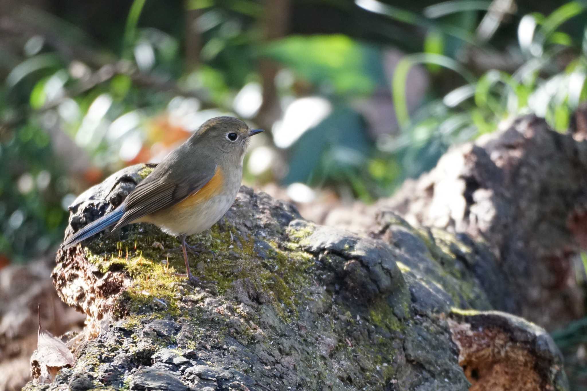 Photo of Red-flanked Bluetail at Akigase Park by sabco