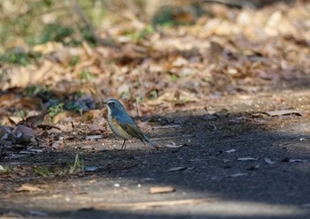 ルリビタキ 秋ヶ瀬公園 2023年1月3日(火)