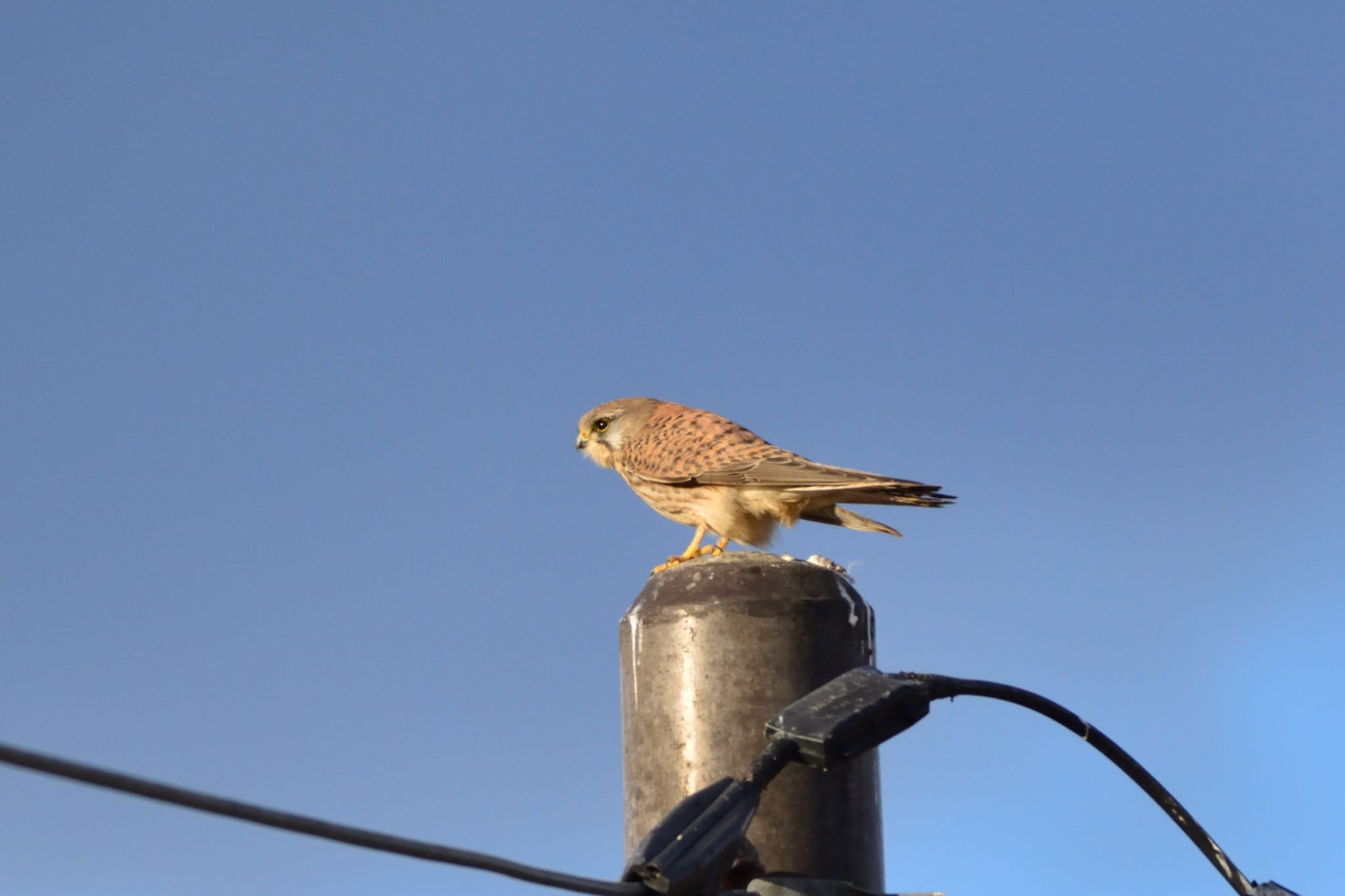 Photo of Common Kestrel at 斐伊川河口 by TATSU