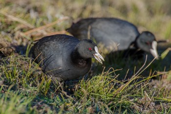 Eurasian Coot Imperial Palace Tue, 1/3/2023