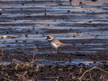 2023年1月3日(火) 渡良瀬遊水地の野鳥観察記録