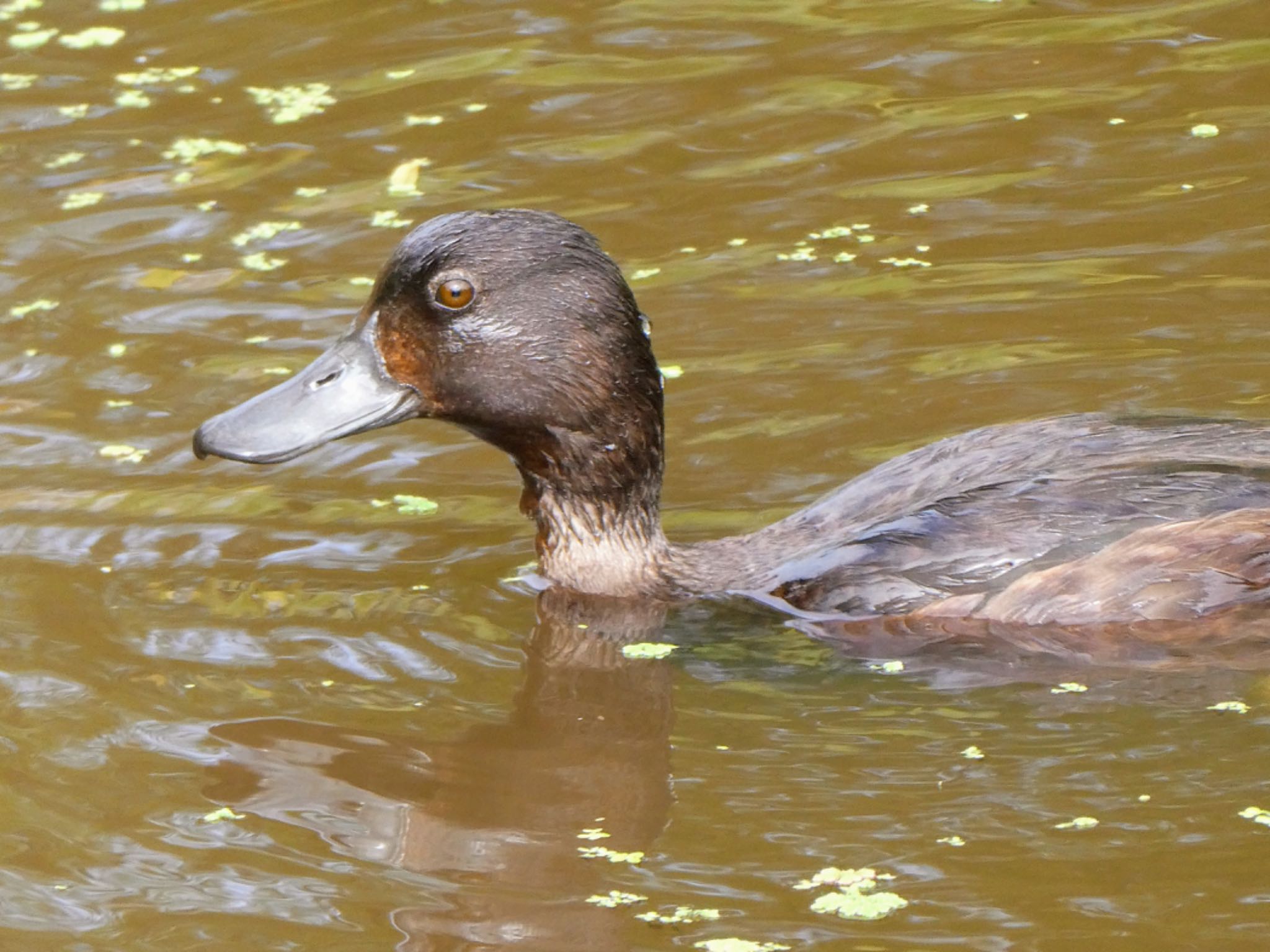 Photo of New Zealand Scaup at Travis Wetland Nature Heritage Park, Christchurch, New Zealand by Maki