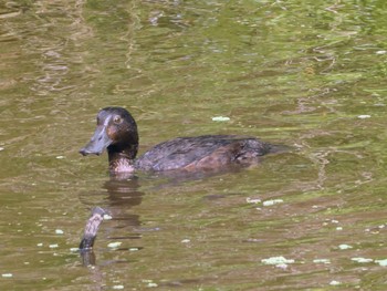 New Zealand Scaup