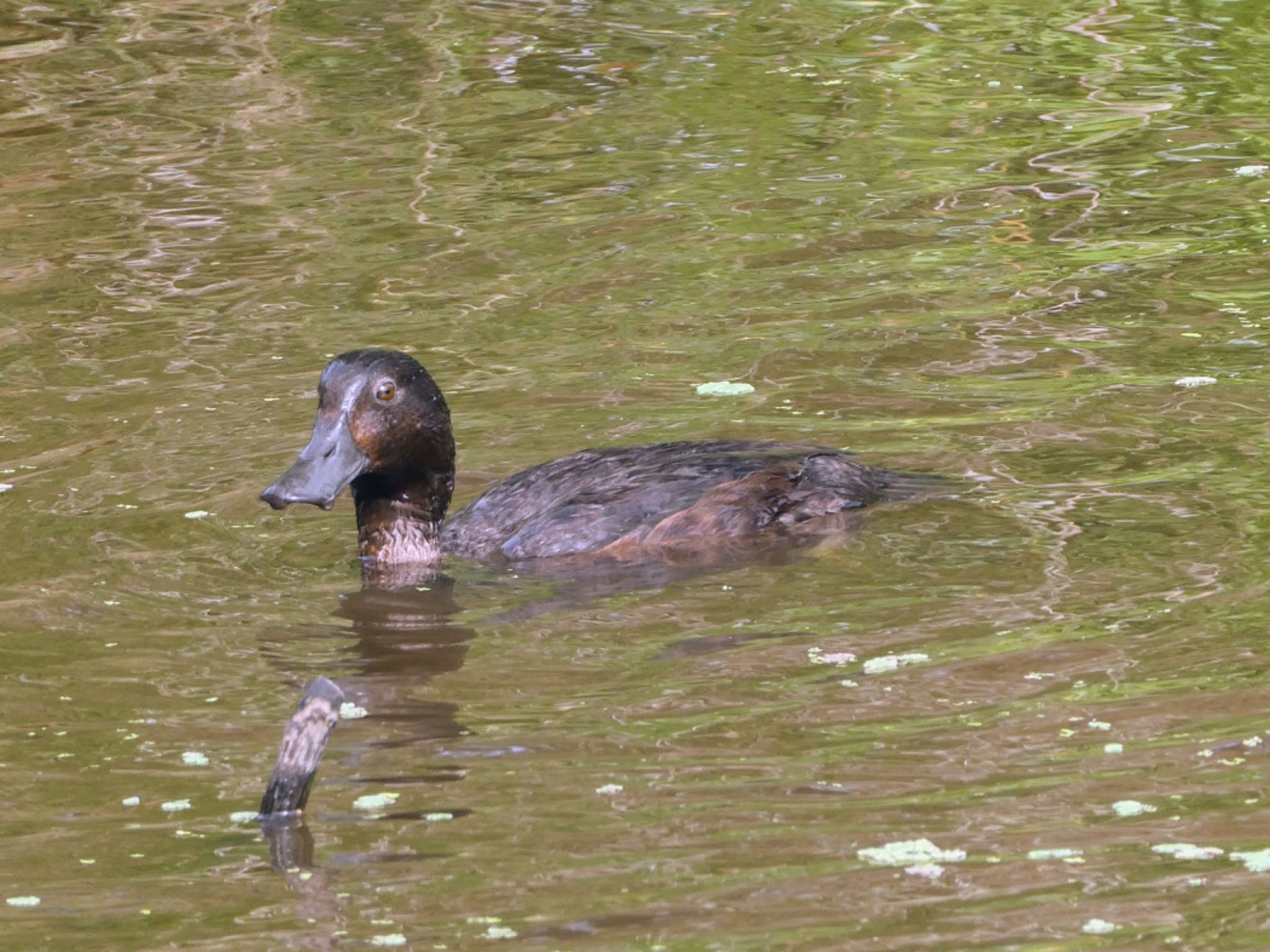 Travis Wetland Nature Heritage Park, Christchurch, New Zealand ニュージーランドスズガモの写真 by Maki