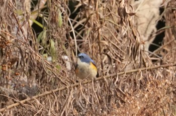 Red-flanked Bluetail 武田尾 Tue, 1/3/2023