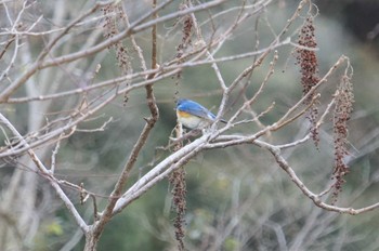 Red-flanked Bluetail 武田尾 Tue, 1/3/2023