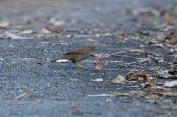 Japanese Accentor 武田尾 Tue, 1/3/2023