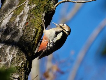 Great Spotted Woodpecker Mizumoto Park Tue, 1/3/2023
