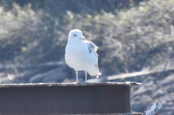 Glaucous Gull Kasai Rinkai Park Mon, 1/2/2023