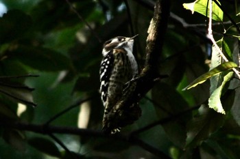Japanese Pygmy Woodpecker 山田池公園 Sat, 12/31/2022