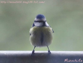 Eurasian Blue Tit スイス Sat, 3/17/2018