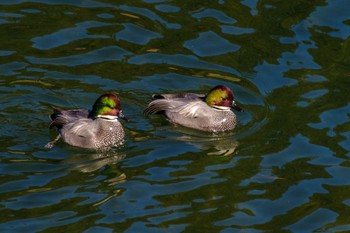 Falcated Duck Imperial Palace Tue, 1/3/2023