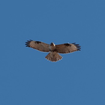 Eastern Buzzard Shin-yokohama Park Tue, 1/3/2023