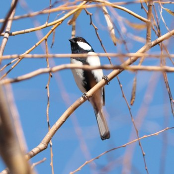 Japanese Tit Shin-yokohama Park Tue, 1/3/2023