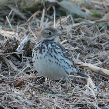 Water Pipit Shin-yokohama Park Tue, 1/3/2023