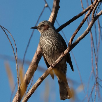 Brown-eared Bulbul Shin-yokohama Park Tue, 1/3/2023