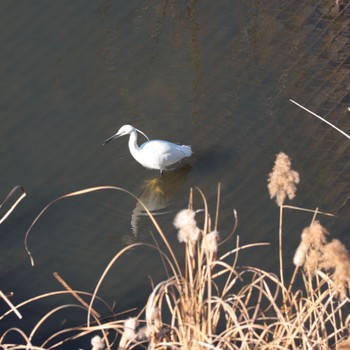 Little Egret Shin-yokohama Park Tue, 1/3/2023