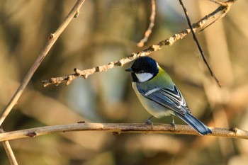 シジュウカラ 馬見丘陵公園 2022年12月12日(月)