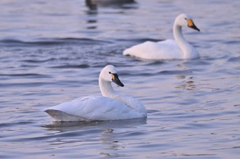 Tundra Swan(columbianus) 東庄町八丁堰 Thu, 12/29/2022