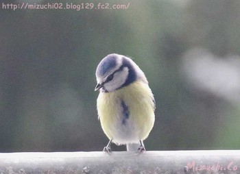 Eurasian Blue Tit スイス Sun, 3/18/2018